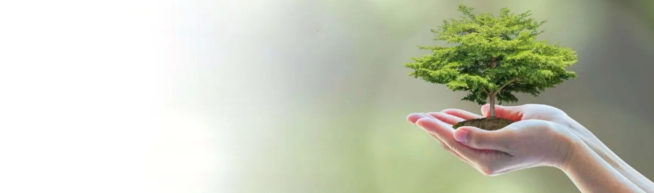 Hands holding a small tree, symbolizing social responsibility