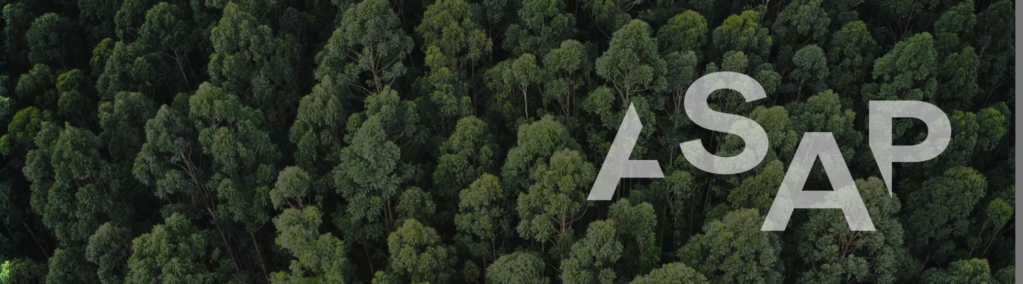 Aerial view of dense forest